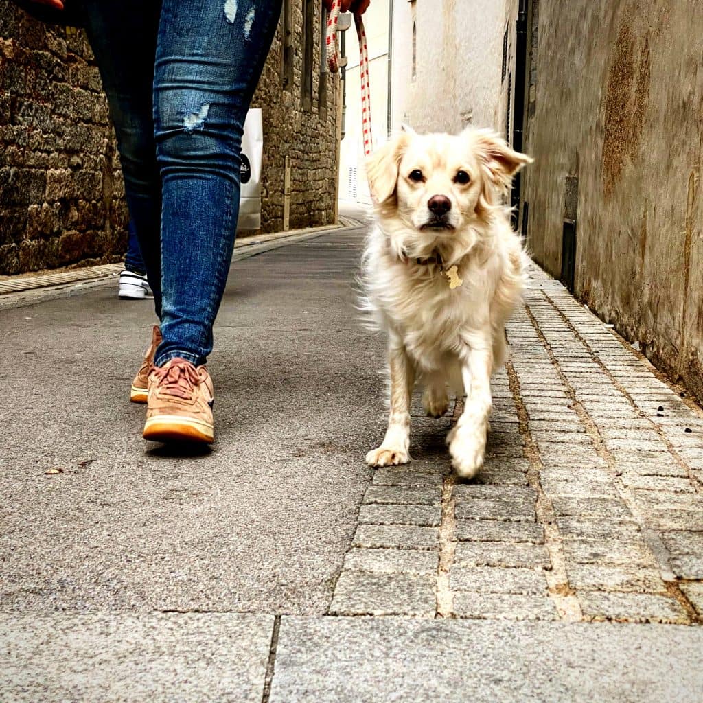 éducation canine besançon
