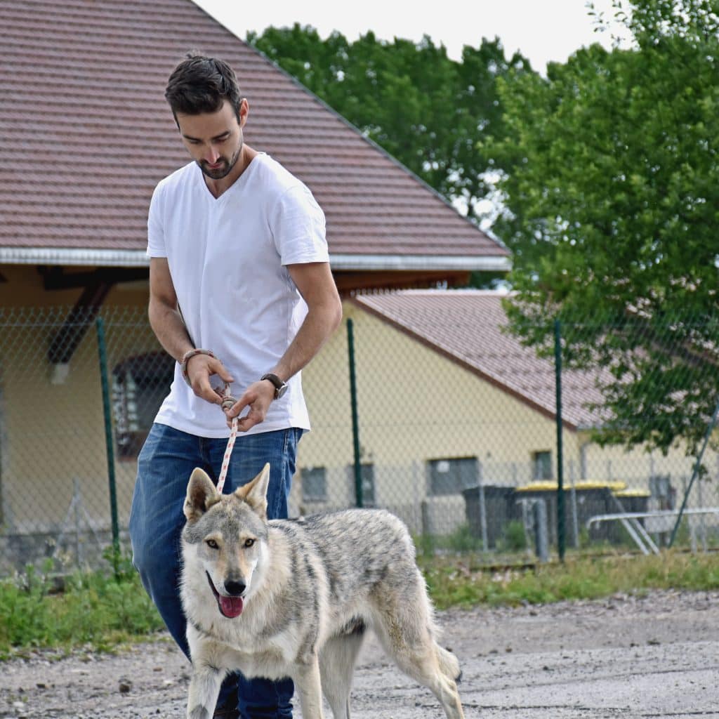 Séance d'éducation canine à Besançon avec Johan Lambon, comportementaliste