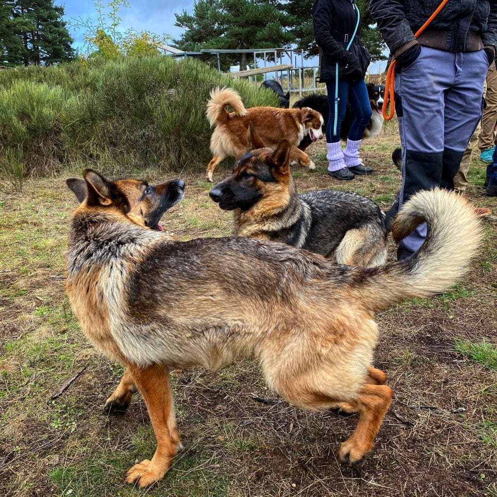 éducation canine besançon