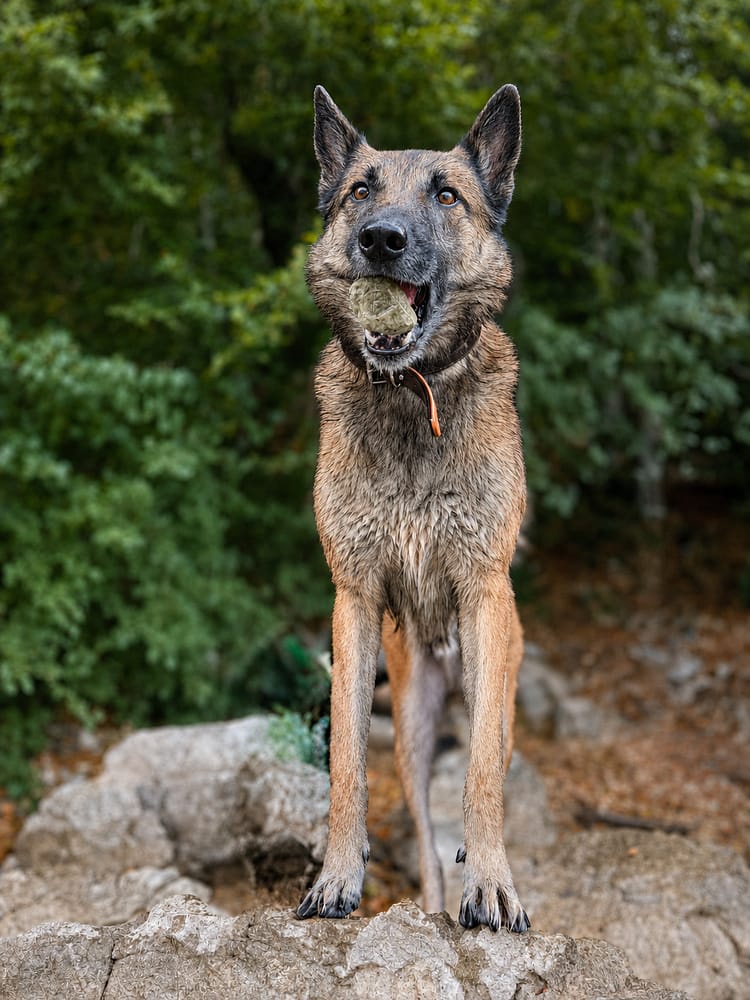malinois berger belge éducateur canin besançon comportementaliste canin à Besançon