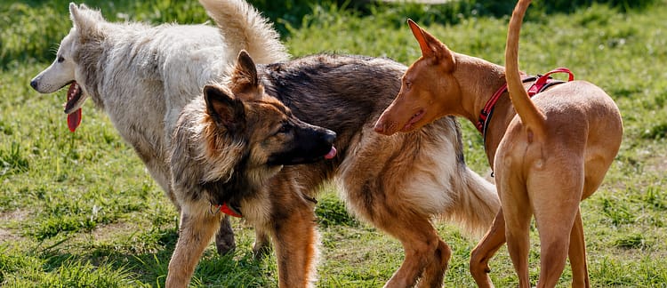 éducateur canin sur Besançon comportementaliste à Besançon séance collective