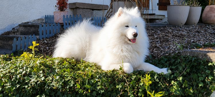 éducateur comportementaliste canin besançon Samoyède