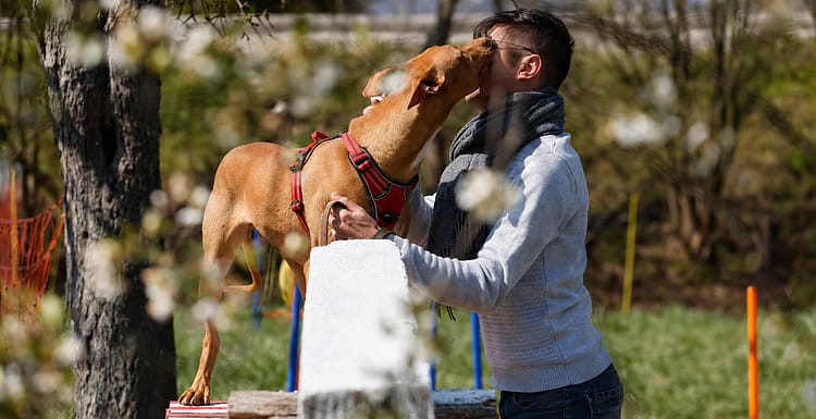 travail avec éducateur canin à Besançon comportementaliste canin. Johan Lambon