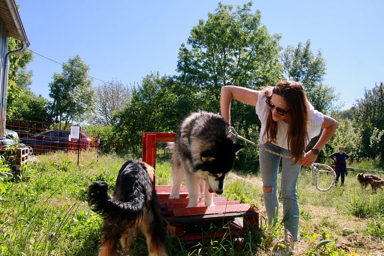 éducateur canin besançon comportementaliste canin besançon. malamute en éducation canine