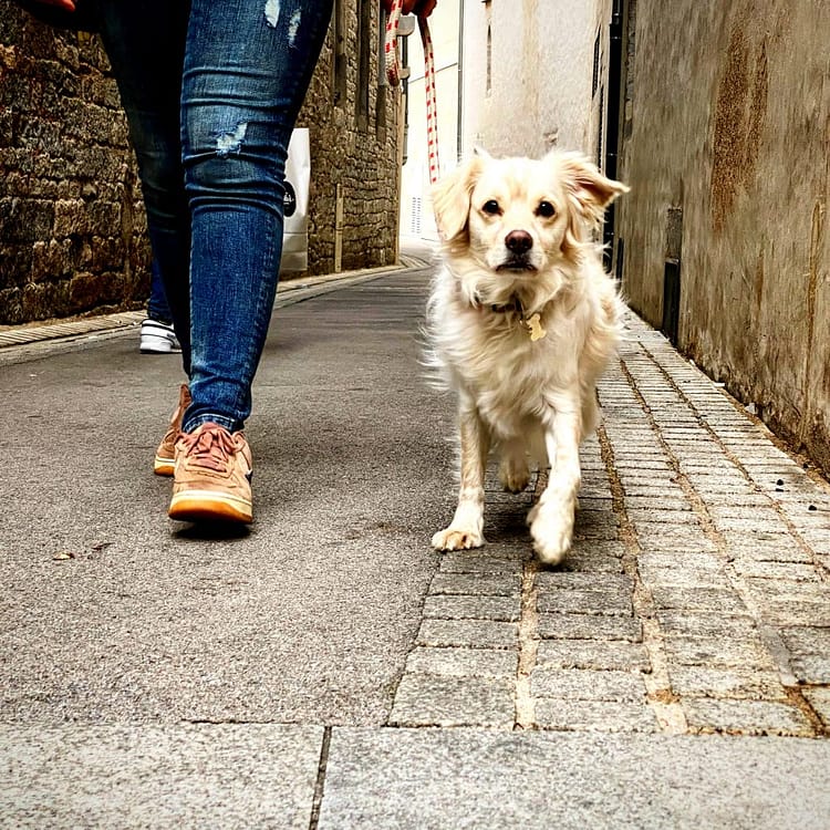 bilan-comportemental-chien-socialisation-éducateur-canin-comportementaliste