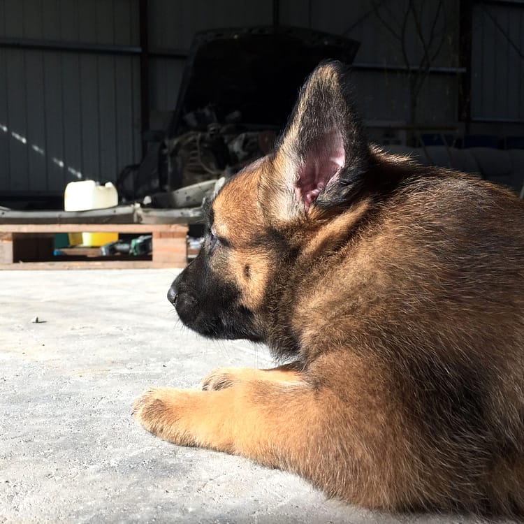 Apprentissage de l’autonomie du chiot à domicile à Besançon