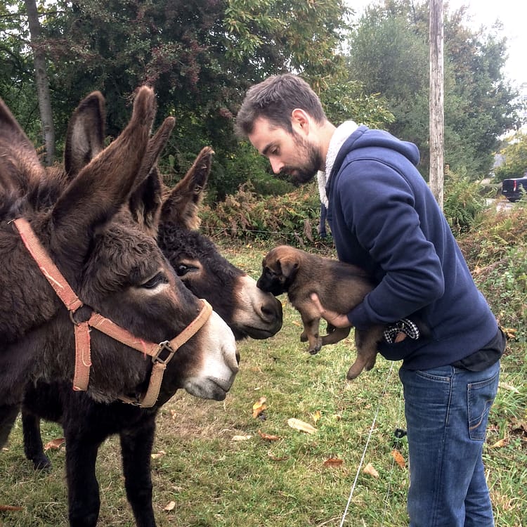 Éducation et socialisation d’un chiot à Besançon avec un éducateur canin